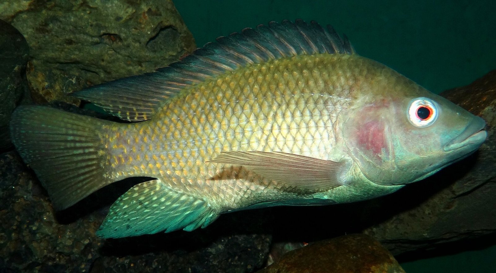 Tilapia del Nilo (Oreochromis niloticus)