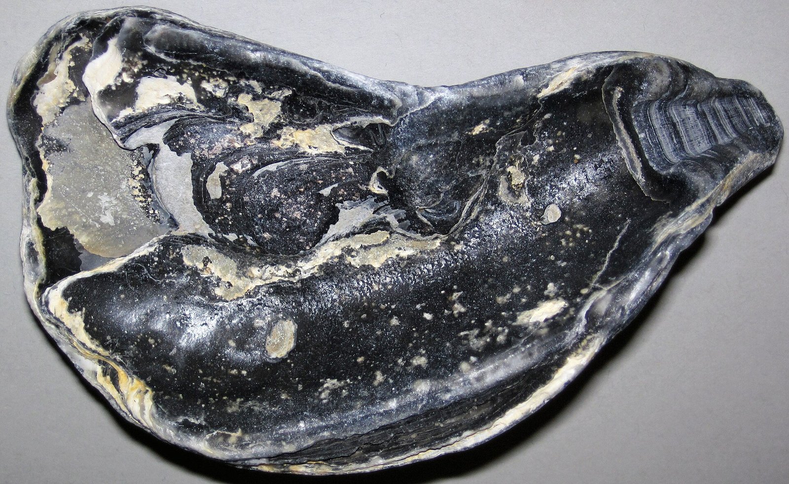 Болезнь MSX (Haplosporidium nelsoni)