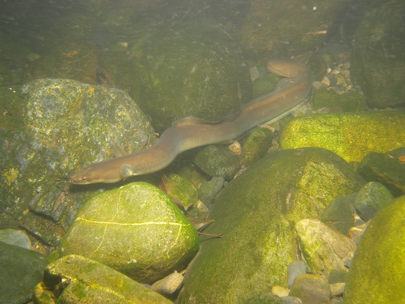 Anguila Japonesa