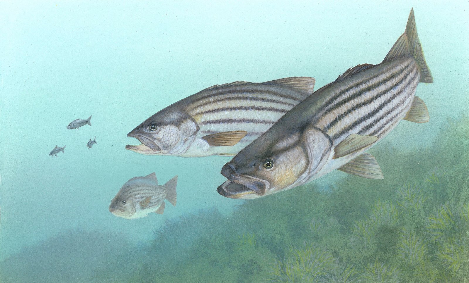 Morone saxatilis (Morone saxatilis)