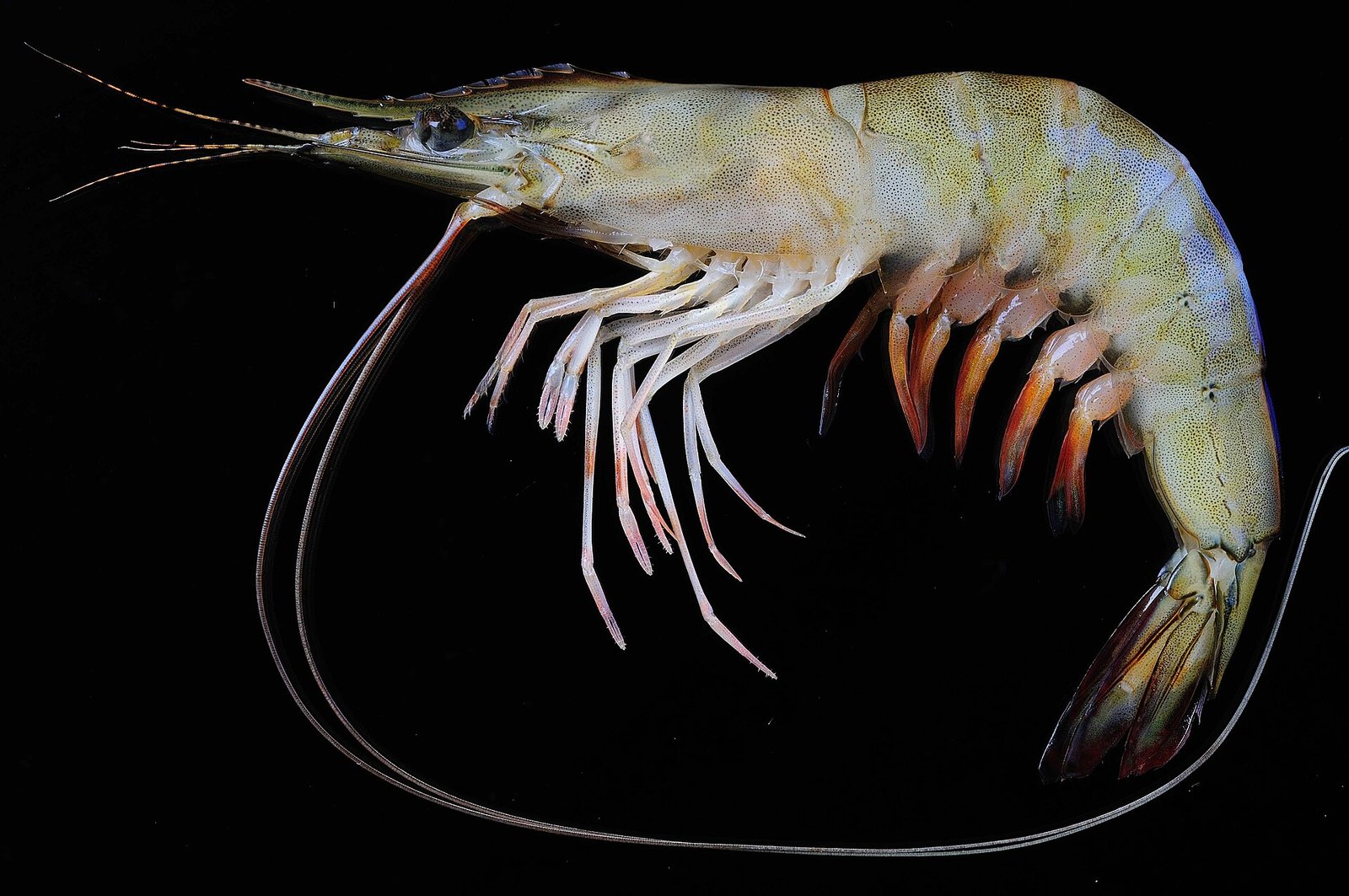 Indian White Shrimp