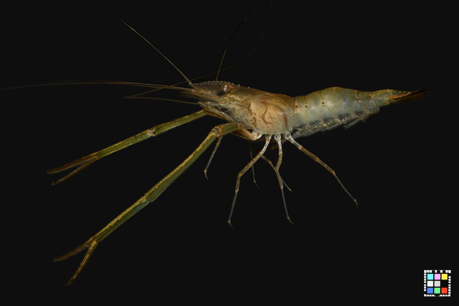 Udang Sungai Oriental (Macrobrachium nipponense)