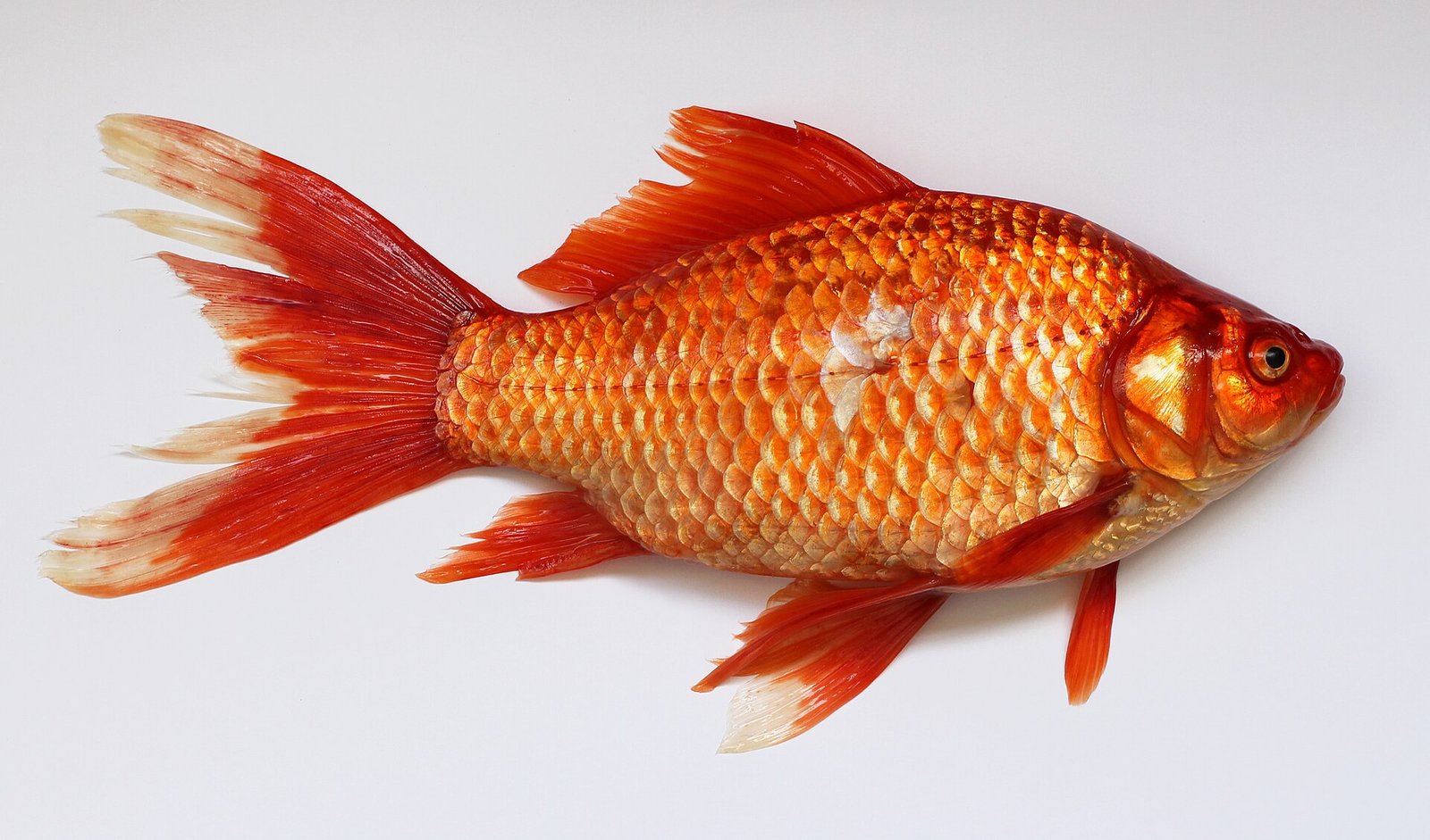 Goldfish and Ornamental Fish Trade