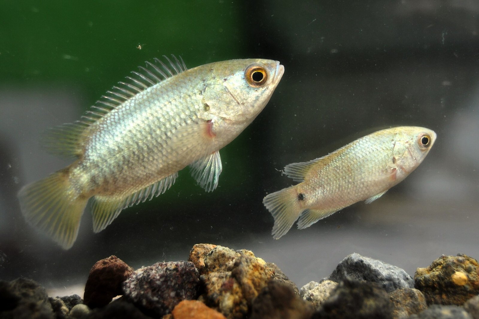 Betta Balığı Ticari Yetiştiriciliği