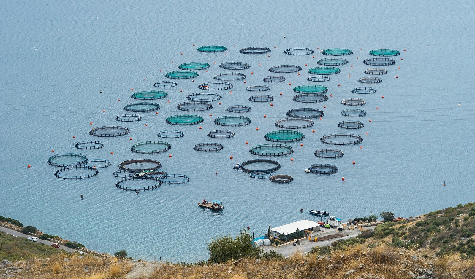 Aasvis Industrie (Minnows en Shiners)
