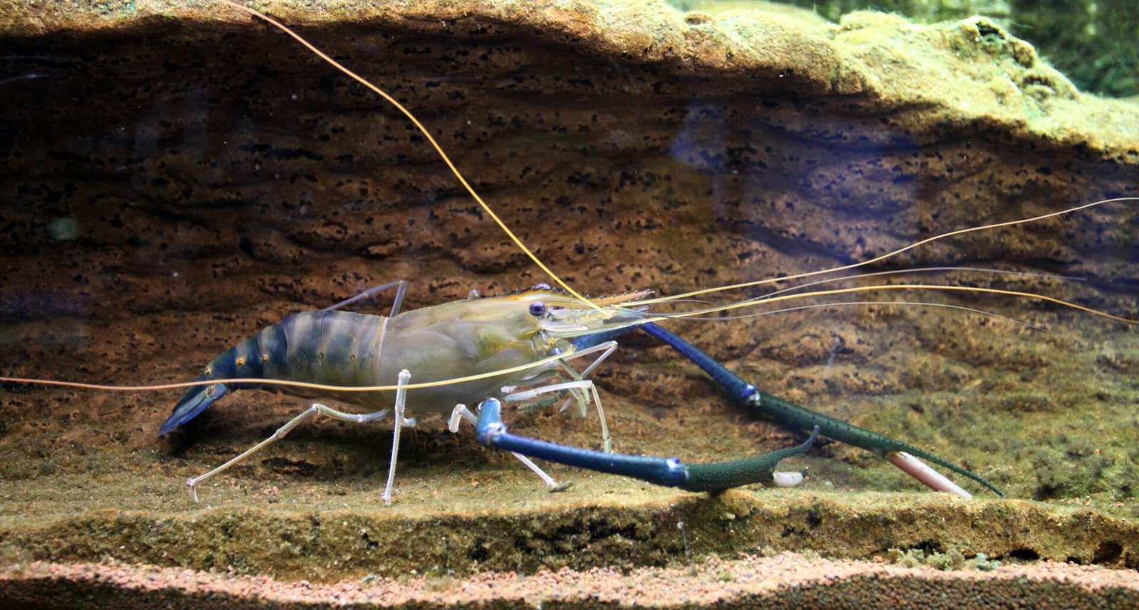 Teknik Pembenihan Udang Galah (Pendalaman Macrobrachium)