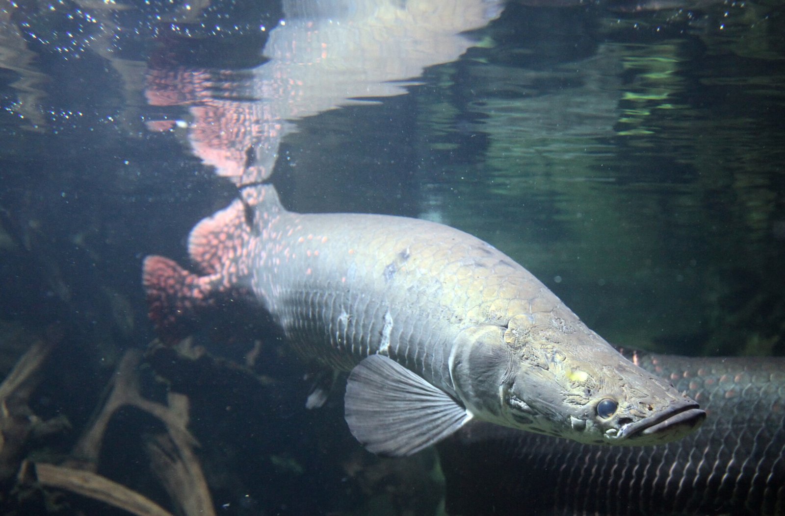 Arapaima-Zucht