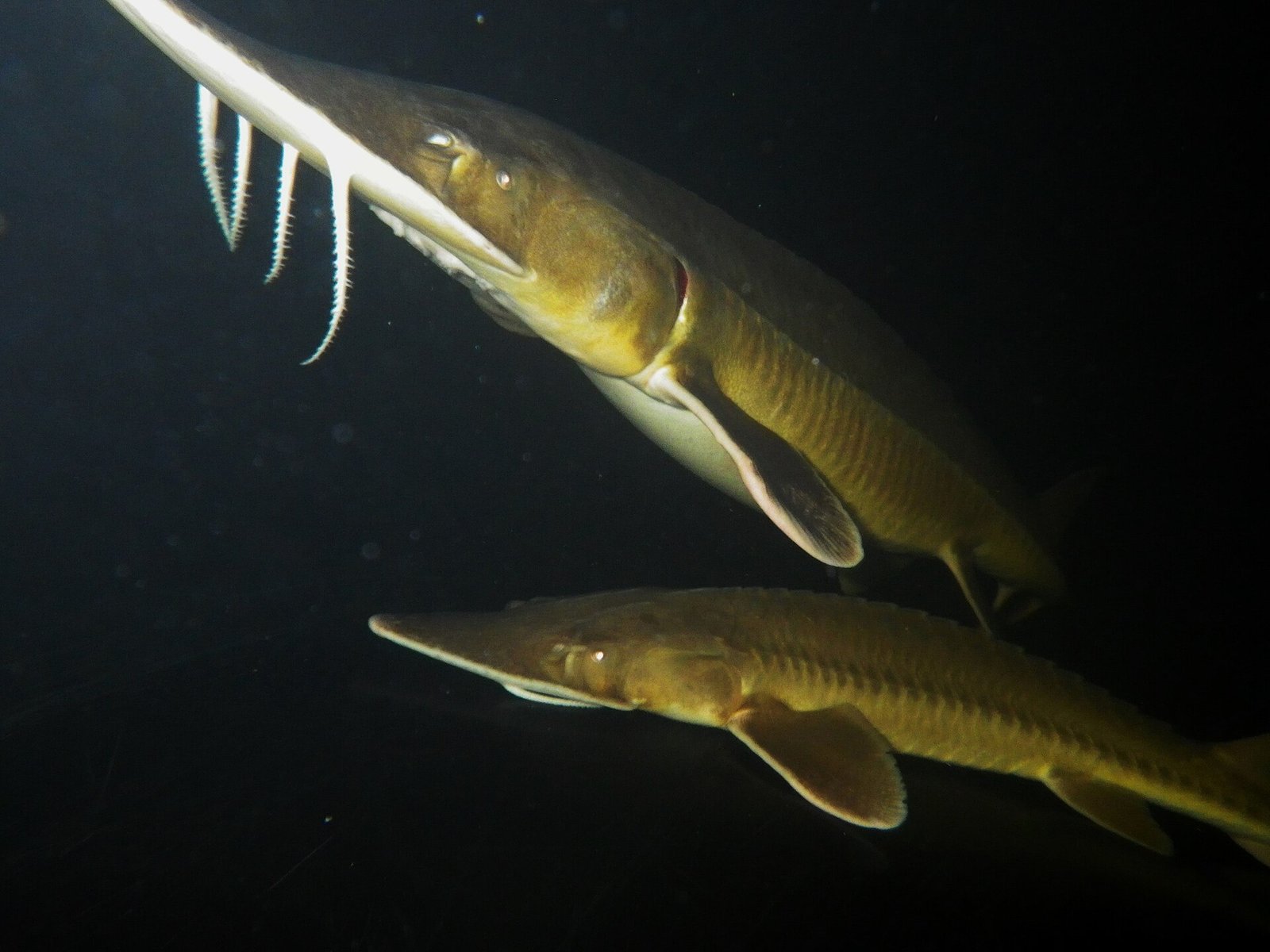 Epigenetics sa Aquaculture Breeding