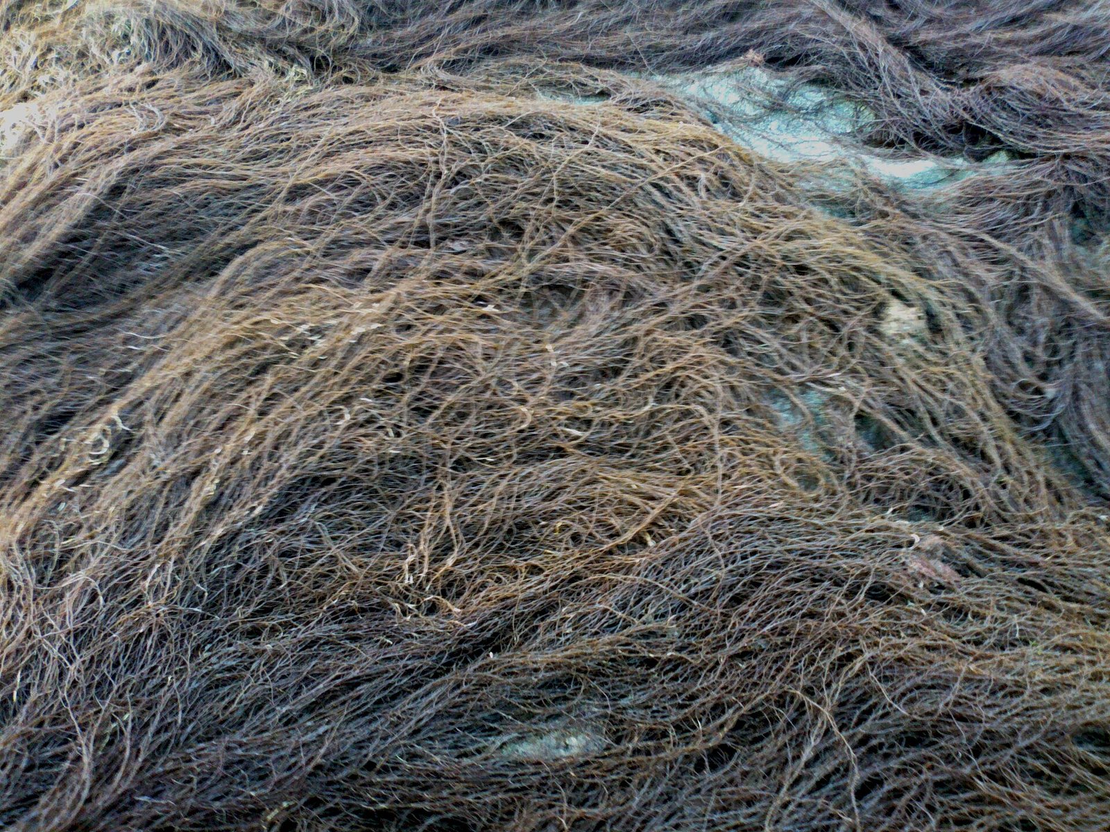Gracilária-chilena (Gracilaria chilensis)
