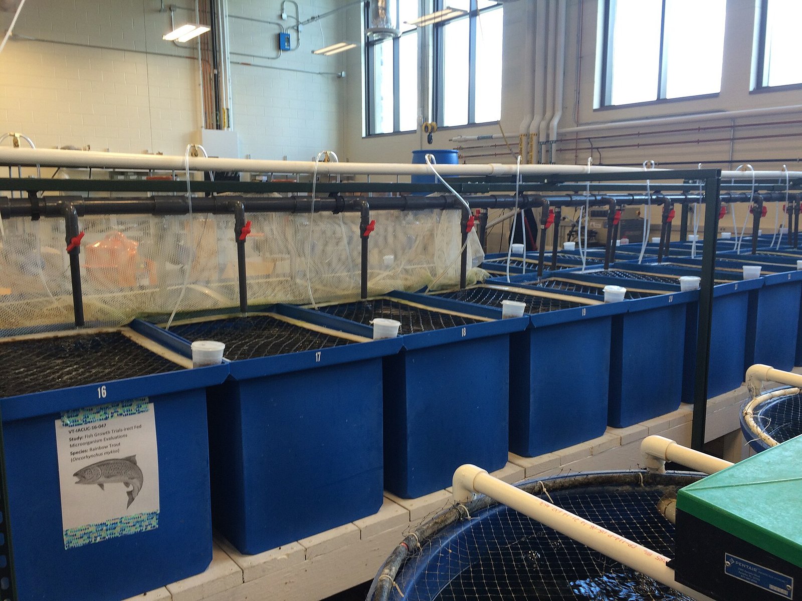 Antifouling Coating Technology for Cage Nets