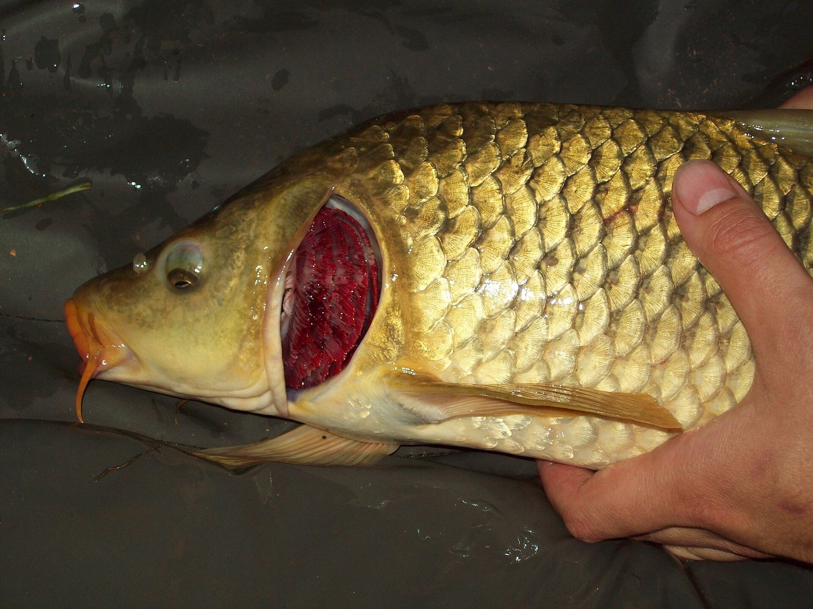 Aeromonas hydrophila Motile Septicemia Lalim