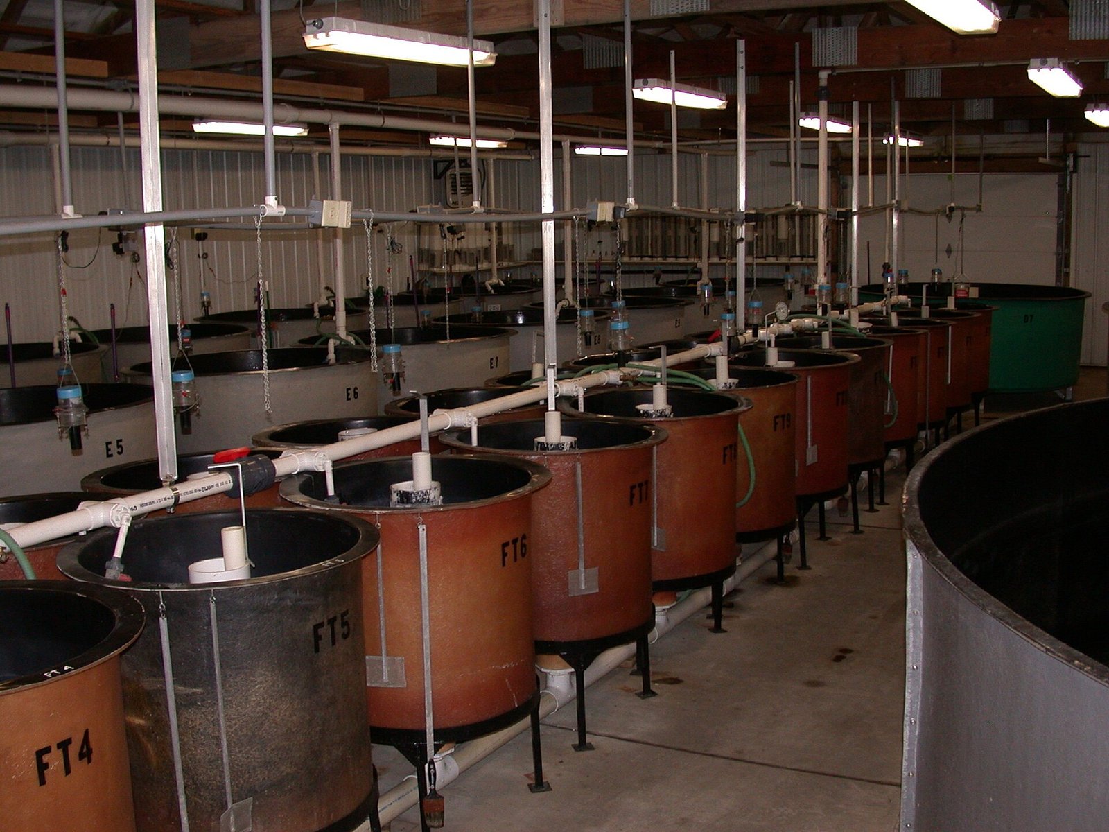 Formulation de régimes de sevrage pour les larves