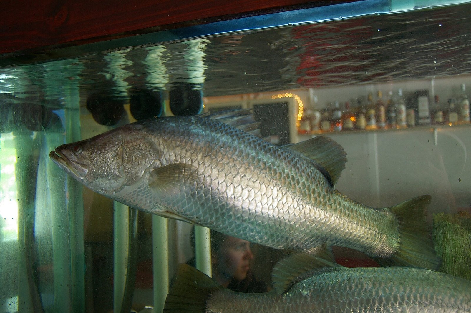Barramundi-Zucht: Temperatur, Kannibalismus und Sortierung