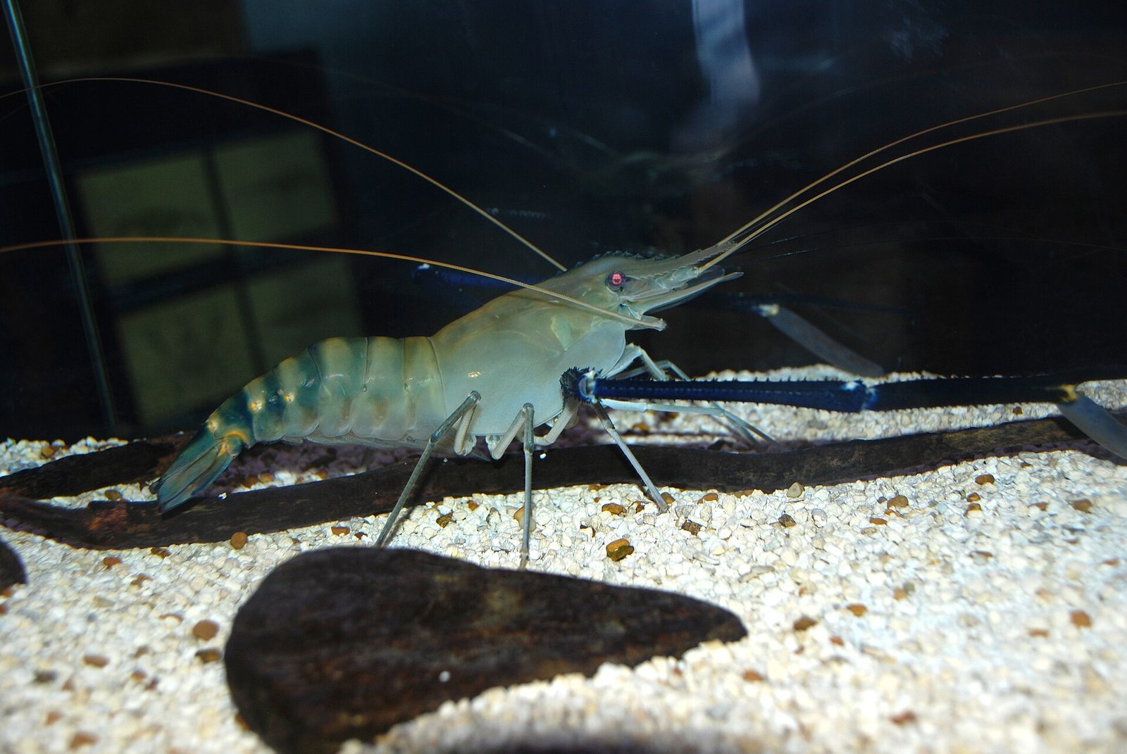 큰징거미새우 (Macrobrachium rosenbergii) 양식