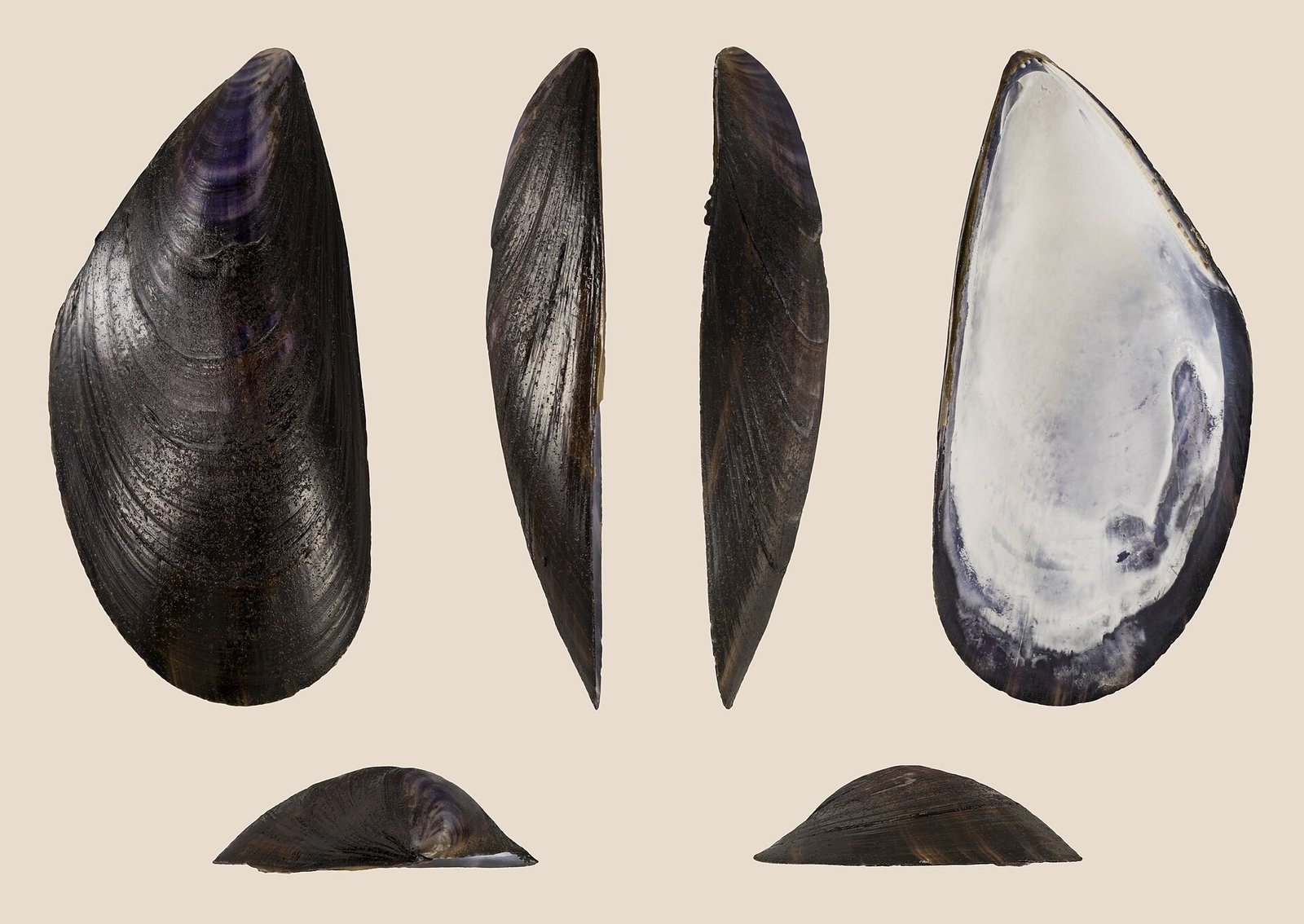 Мидия съедобная (Mytilus edulis)