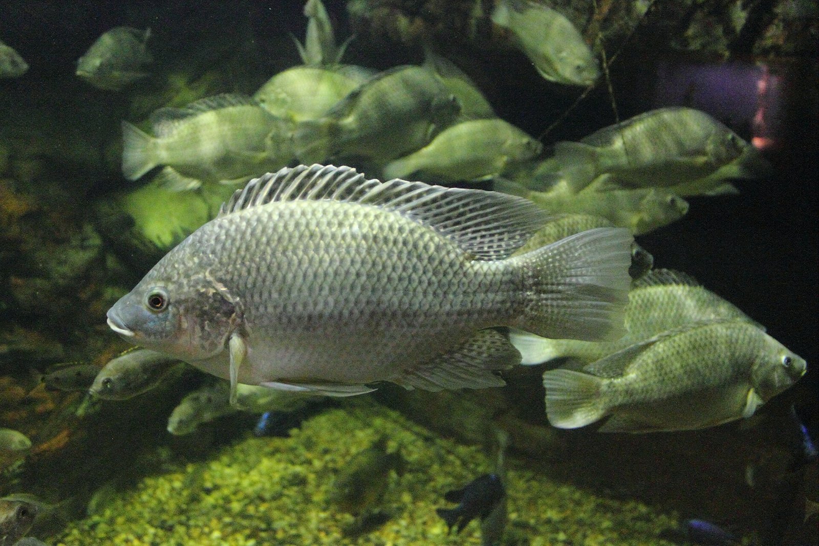 Mozambiquetilapia (Oreochromis mossambicus)