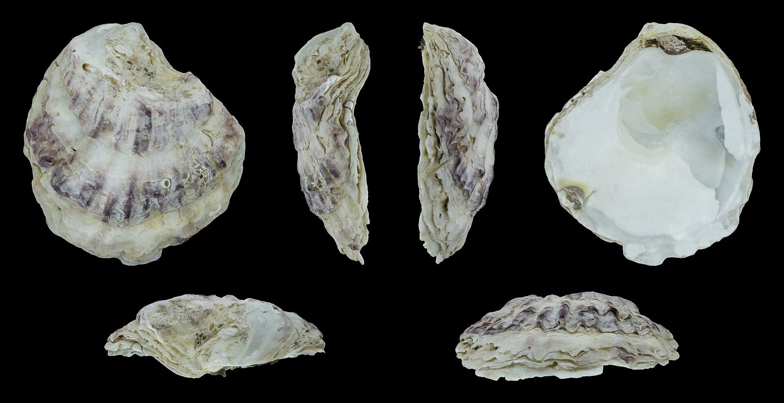 Европейская плоская устрица (Ostrea edulis)