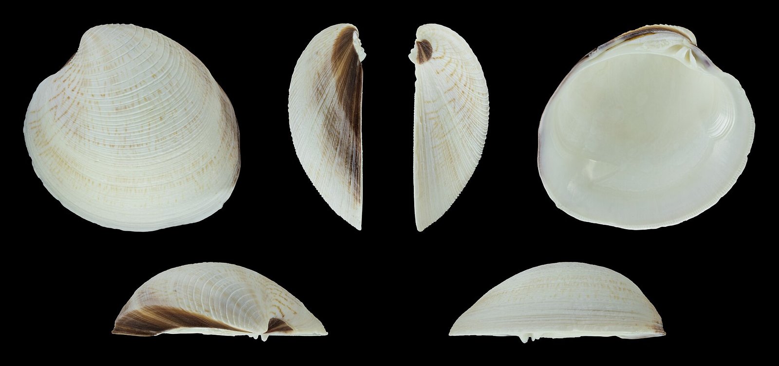 Kerang Kepah (Mercenaria mercenaria)