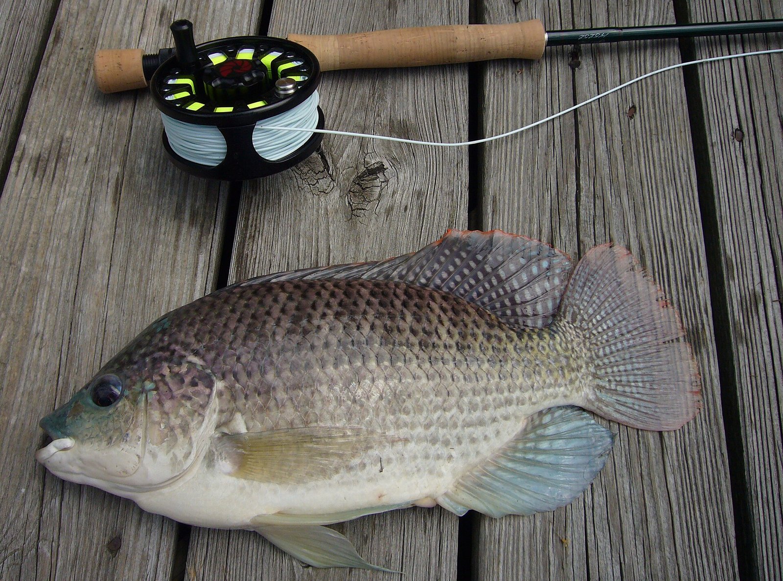 Blauwe tilapia (Oreochromis aureus)