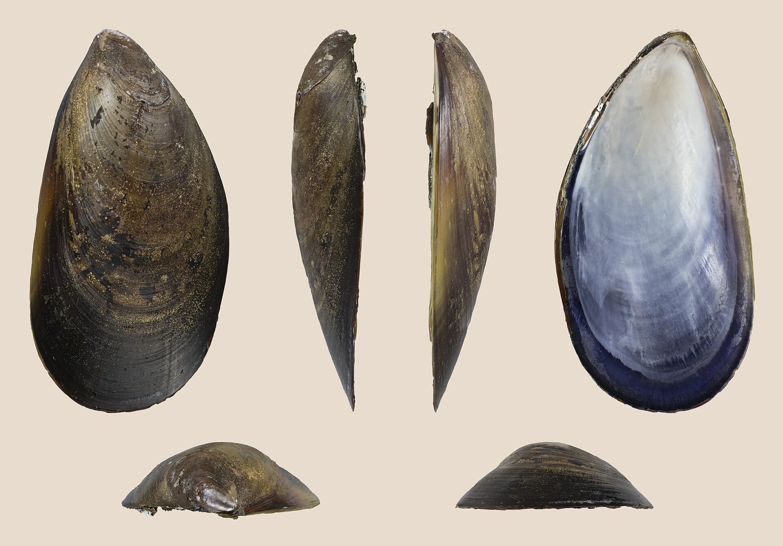 Chilenische Miesmuschel (Mytilus chilensis)