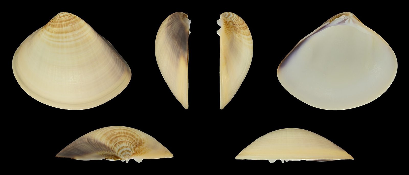 Palourde dure asiatique (Meretrix meretrix)