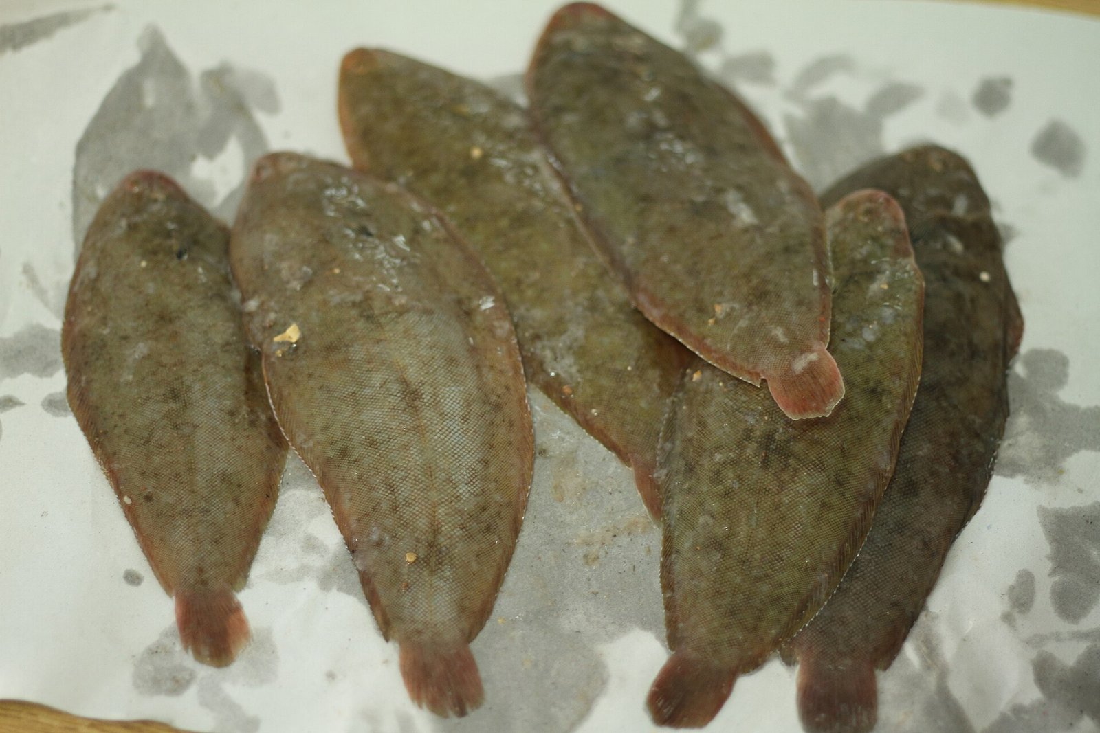 Lenguado senegalés (Solea senegalensis)