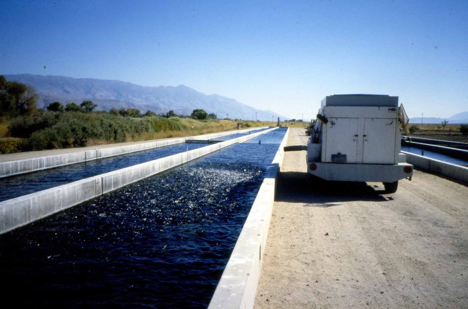 ¿Cómo elegir el pienso para peces?