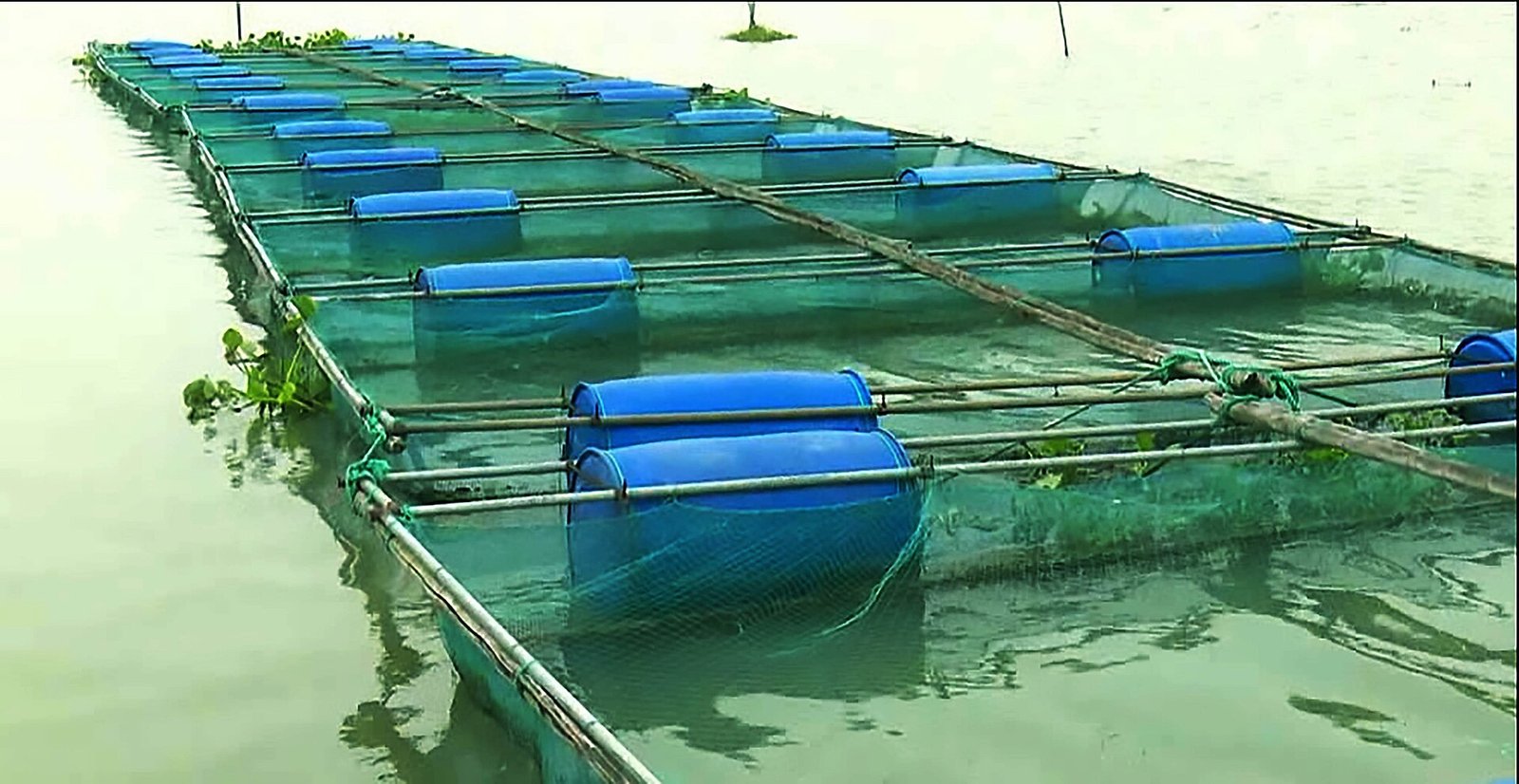 Mergulhadores realizando um levantamento bentônico sob uma instalação de gaiolas de piscicultura