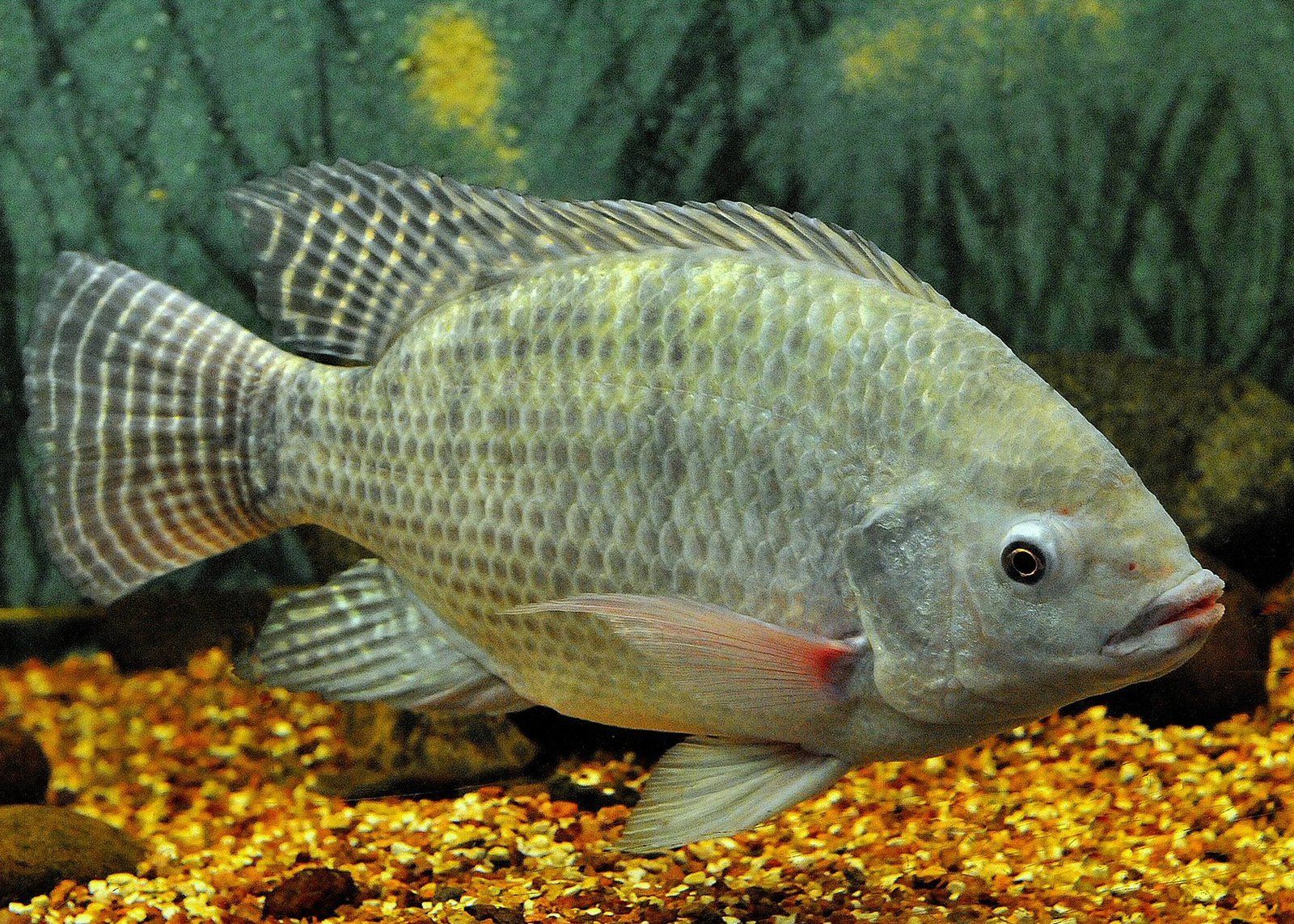 Granulés alimentaires à base de plantes à faible coût formulés pour le tilapia et la carpe