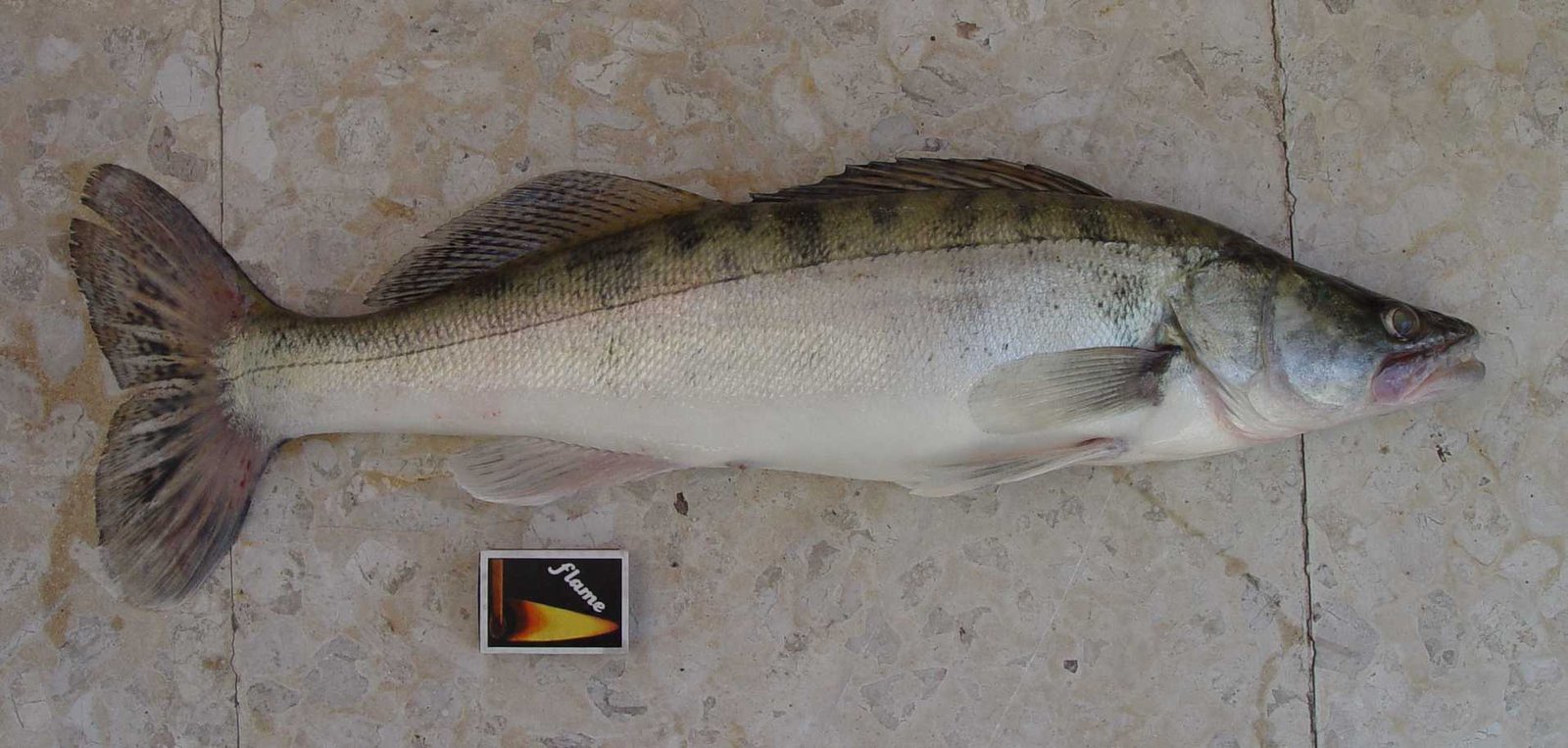 Pikeperch (Zander)