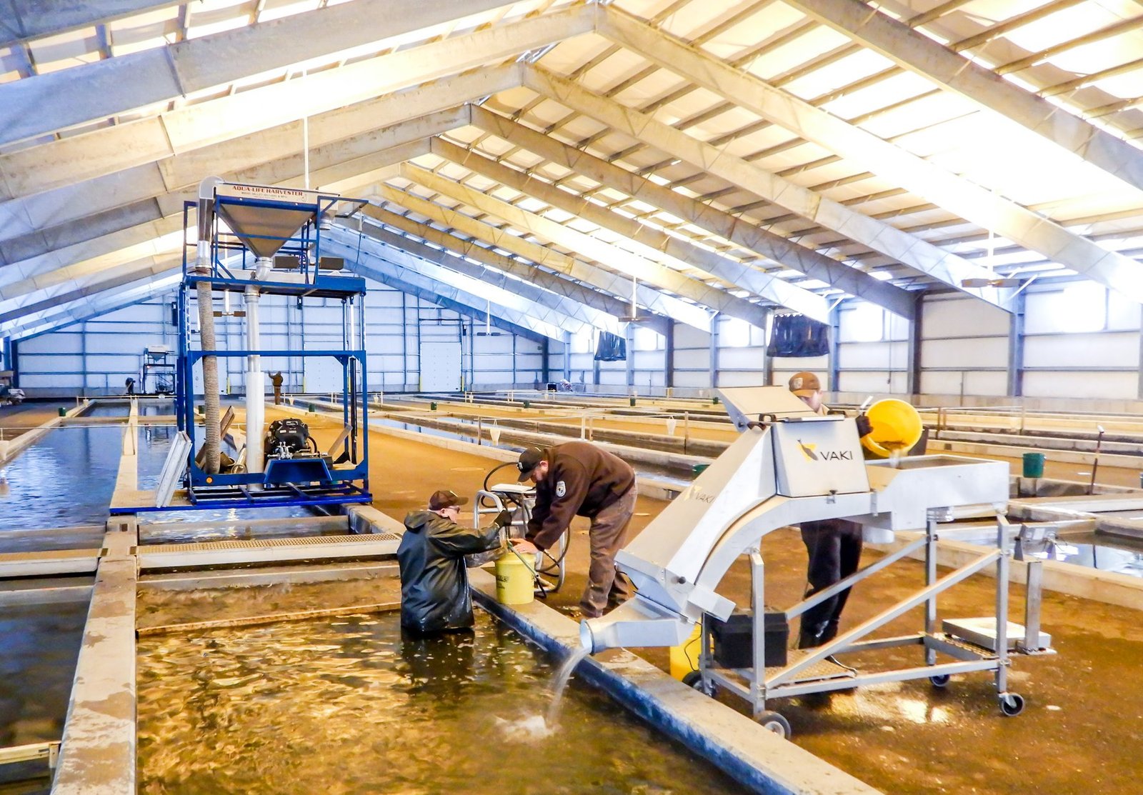 Protocolos de Anestesia y Sedación para la Manipulación y Tratamiento de Peces