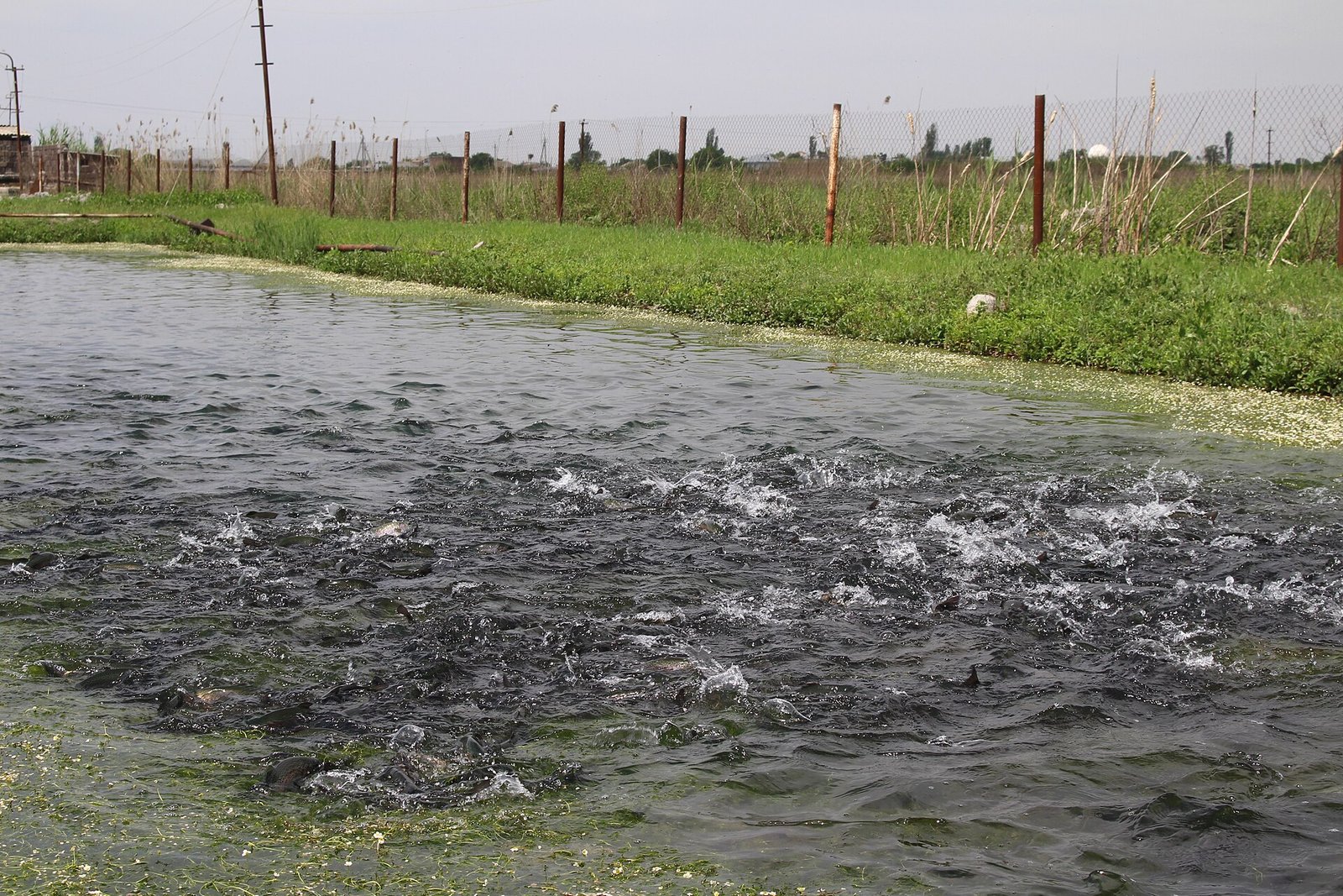 Optimizing Feed Conversion Ratio in Aquaculture