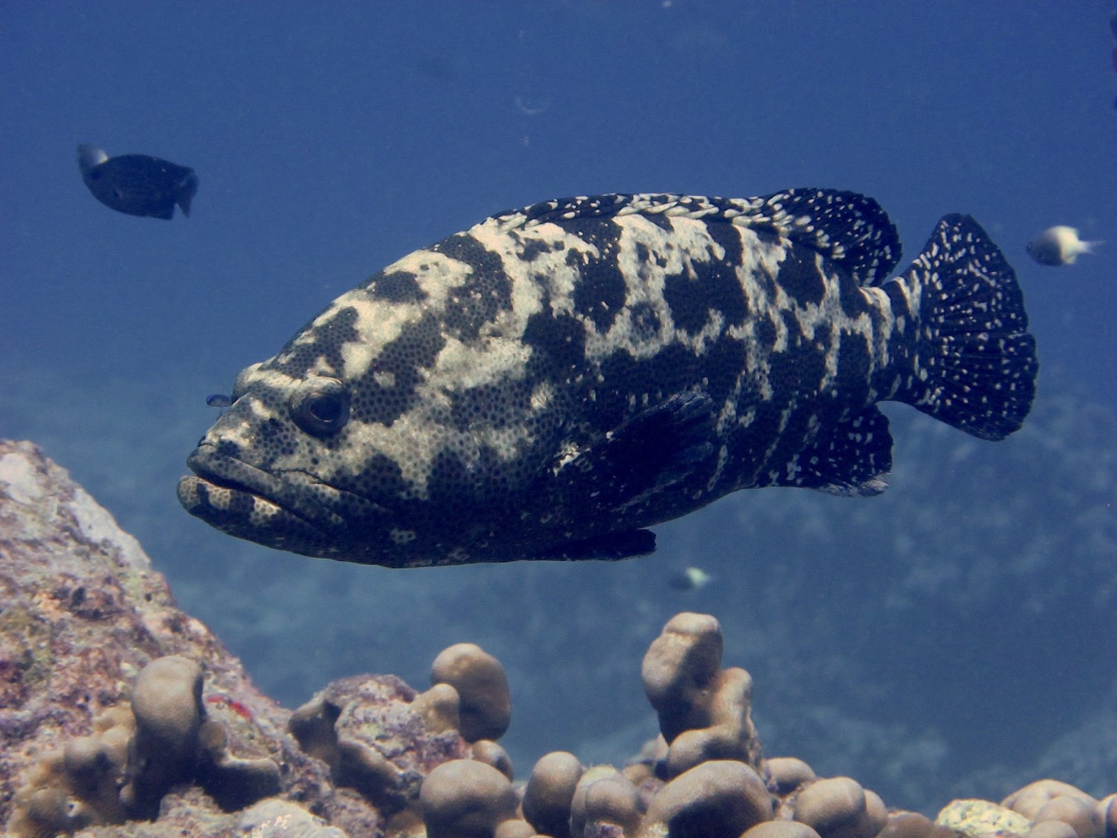 Tiger Grouper