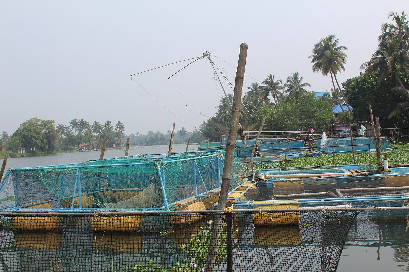 Biofouling