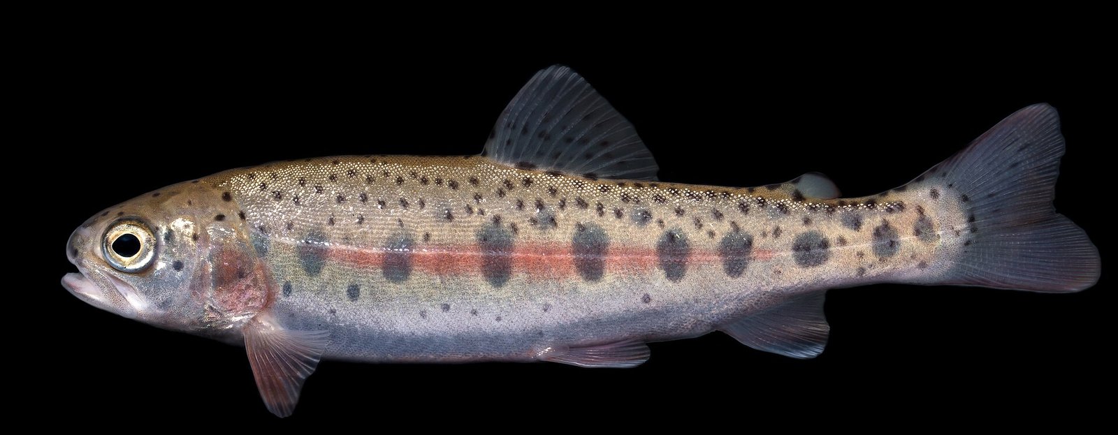 Trucha arcoíris (Oncorhynchus mykiss)