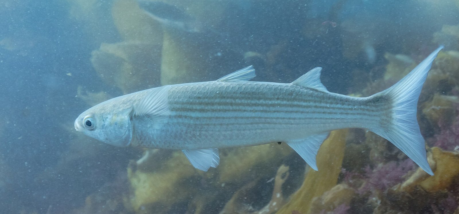 ปลากระบอกเทา (Mugil cephalus)