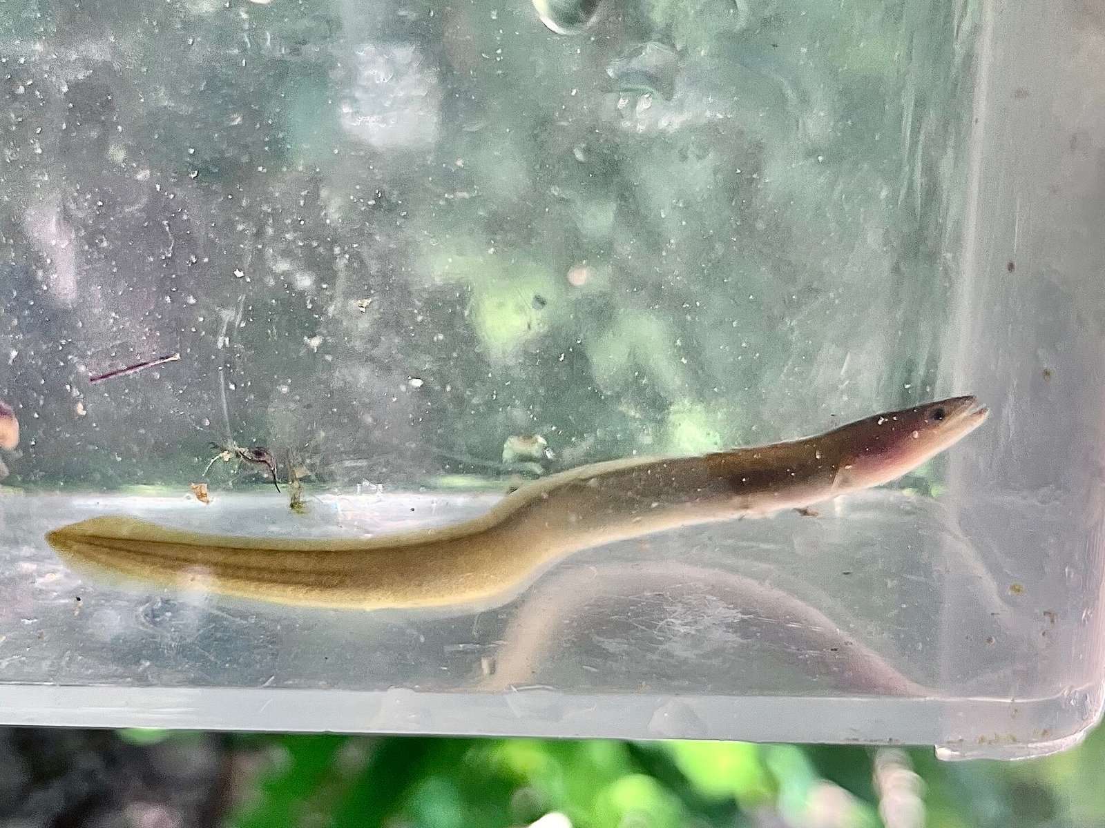 Anguila Europea