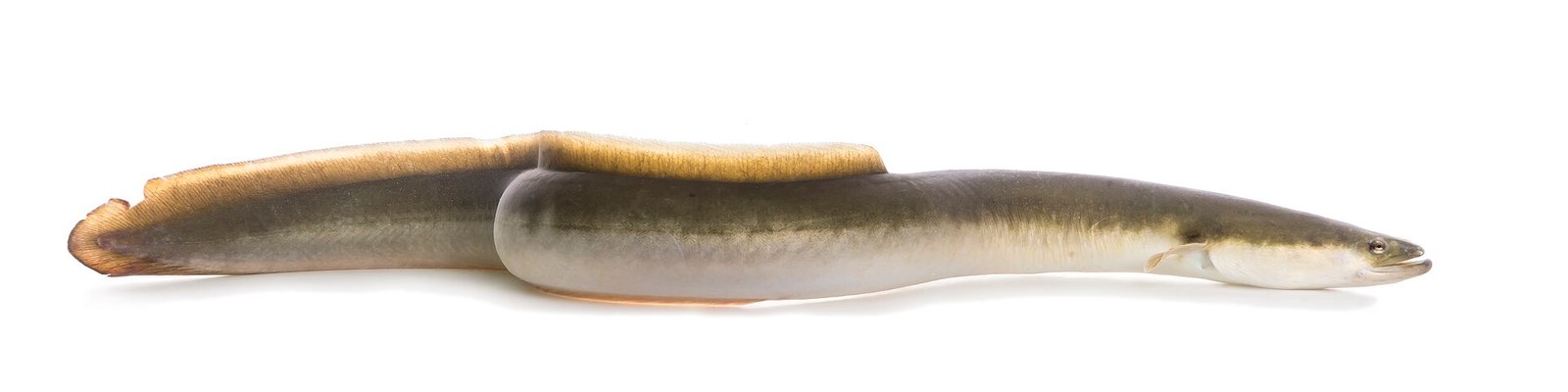 Anguila Americana