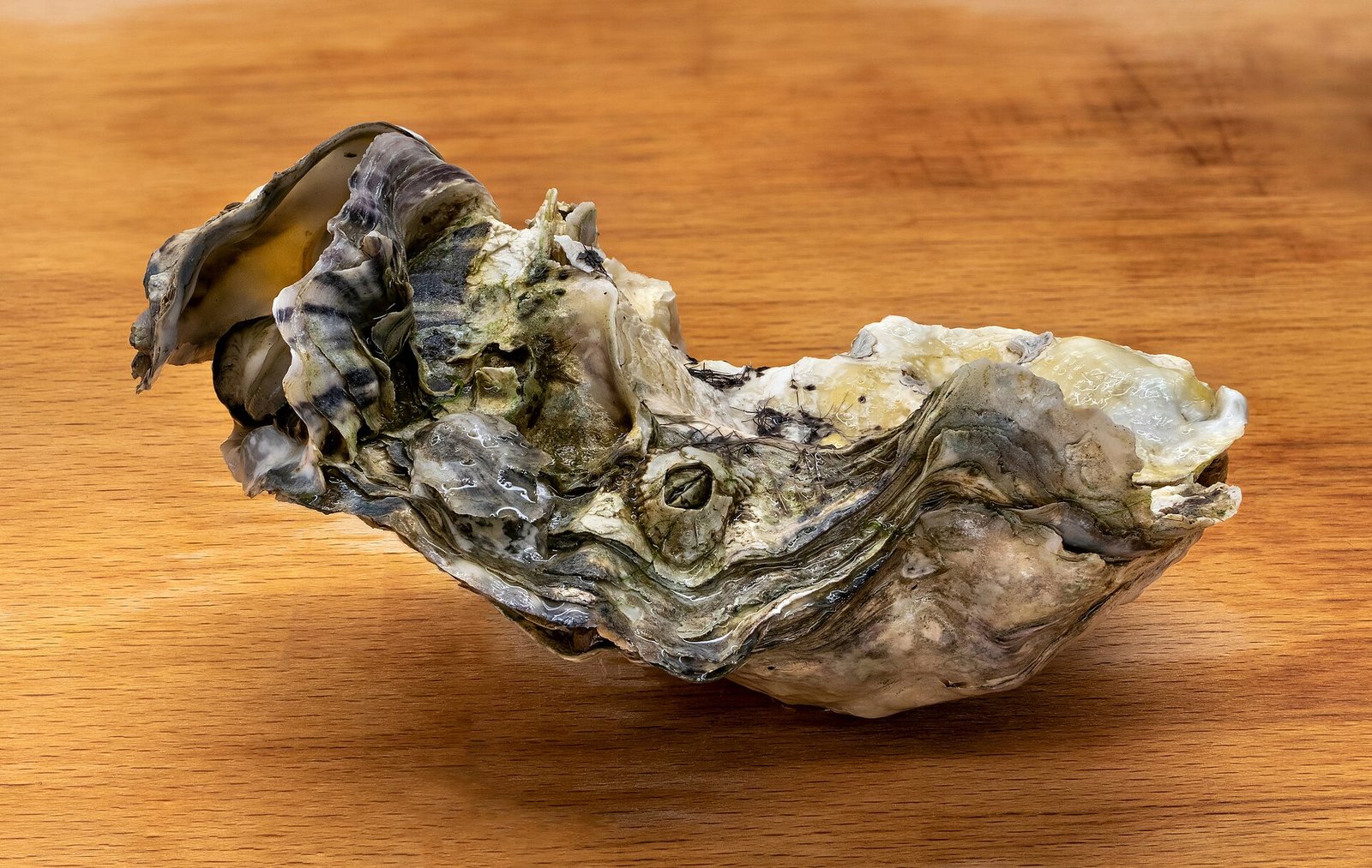 Mangrove Oyster