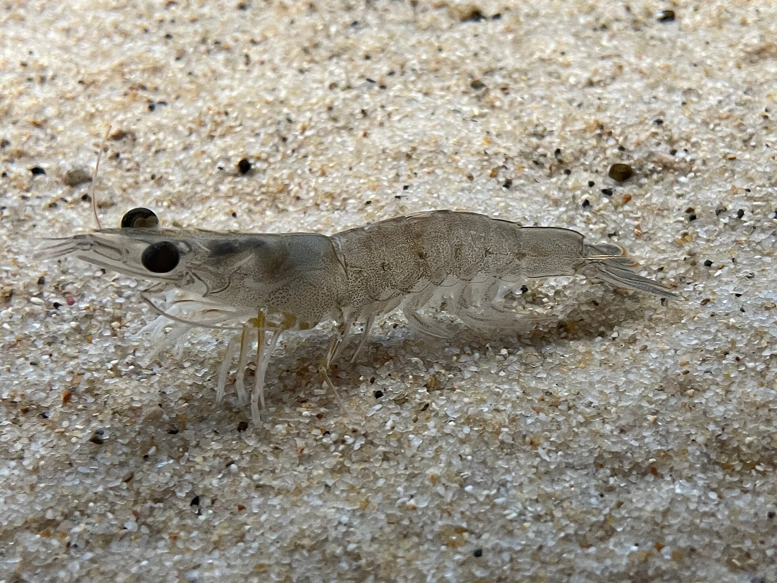 Yağsırt Karidesi (Metapenaeus ensis)