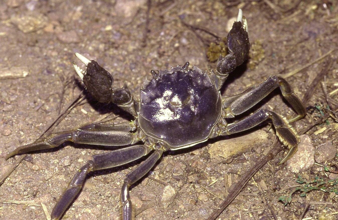 Chinese Mitten Crab