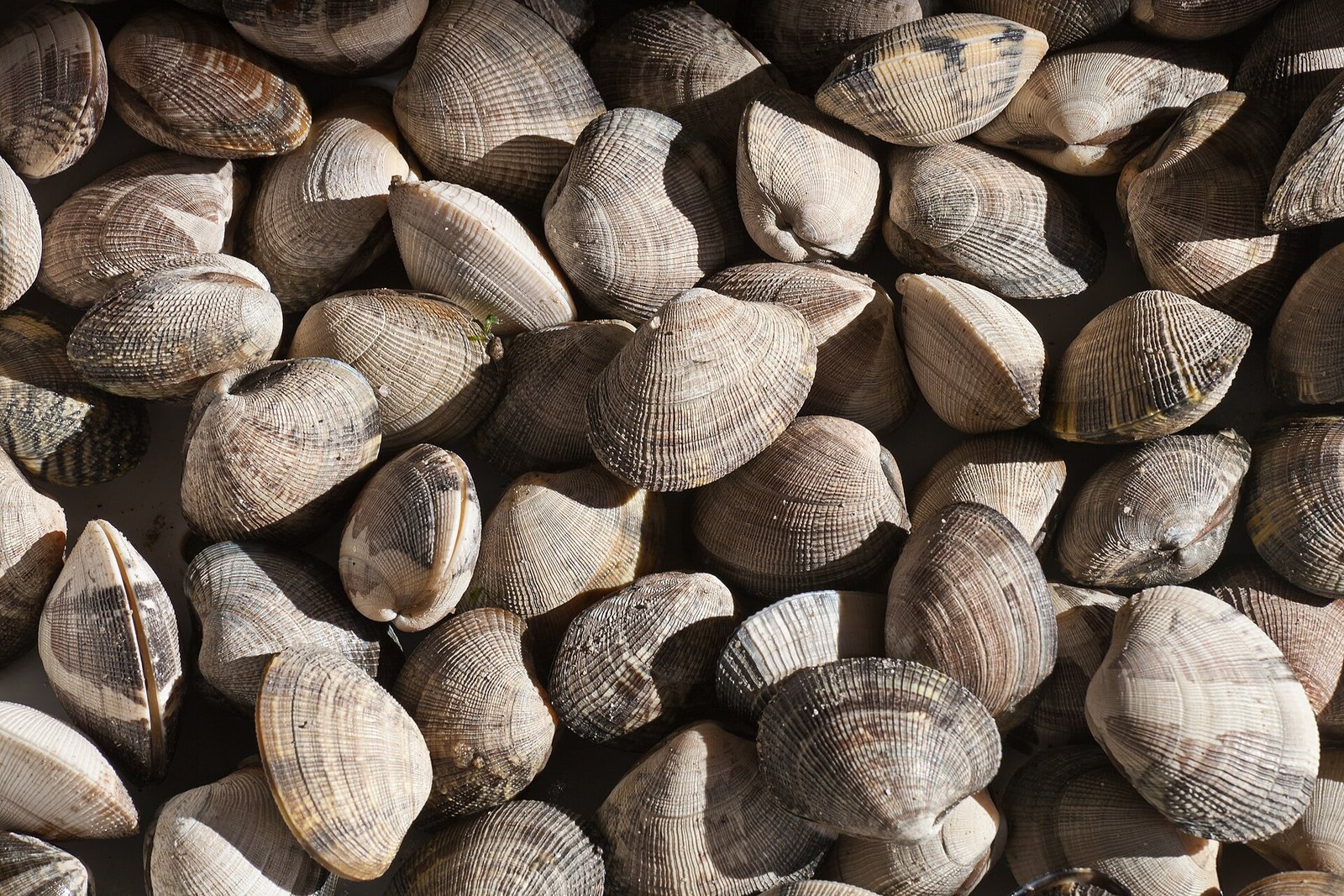 菲律宾蛤仔