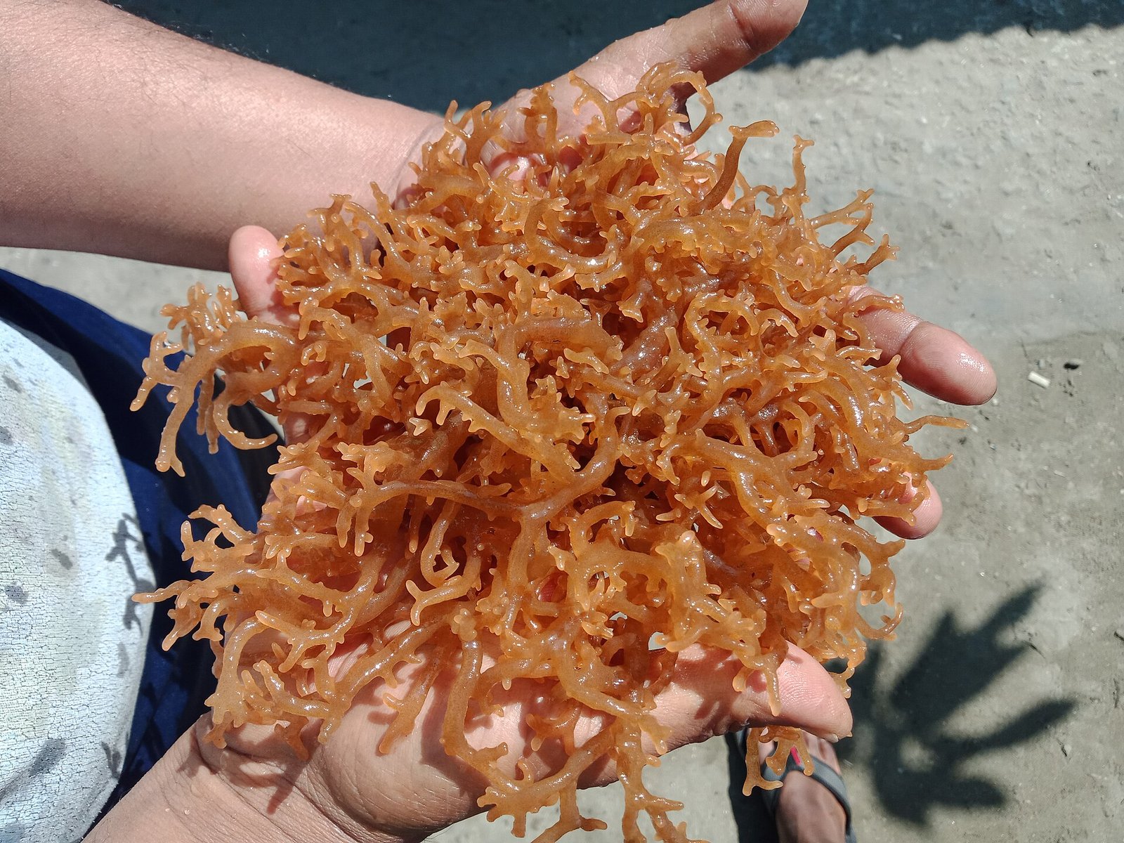 Algue Cottonii (Kappaphycus alvarezii)