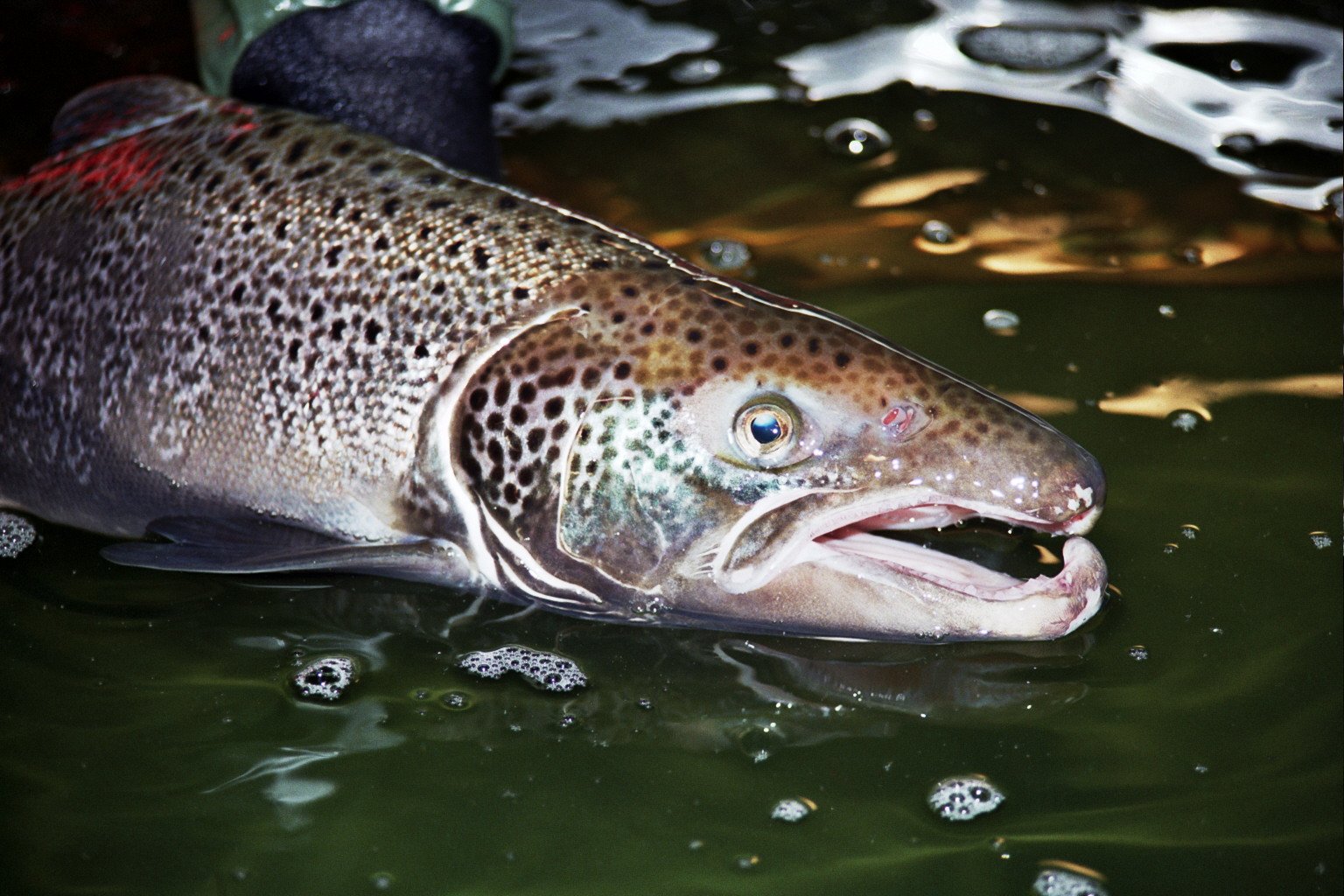 Infectious Salmon Anemia (ISA)
