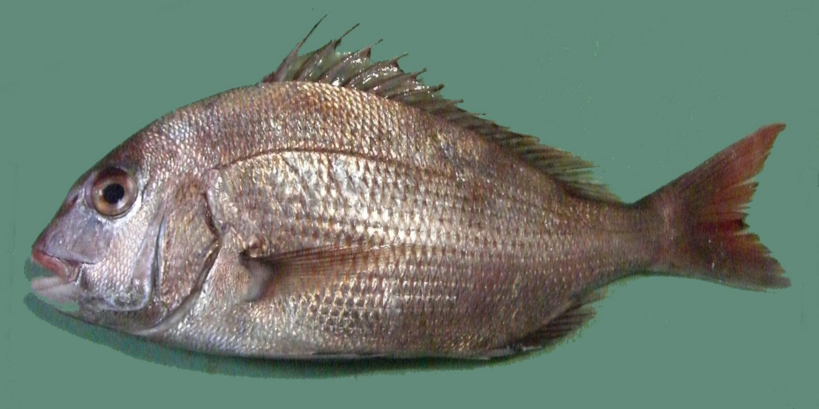 ปลาจานแดง (Pagrus major)