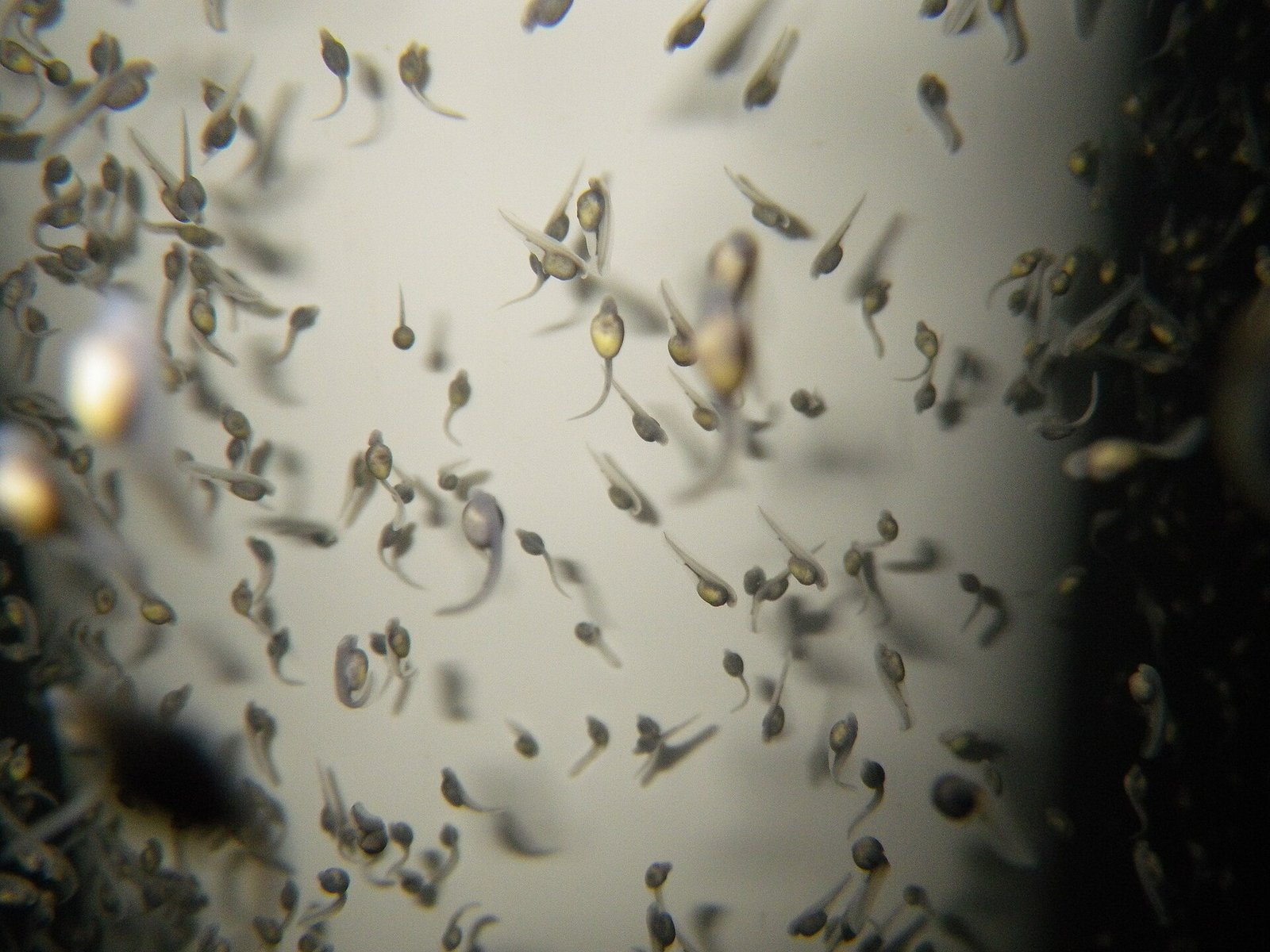 Cultivo de Rotíferos (Producción de Alimento Vivo)