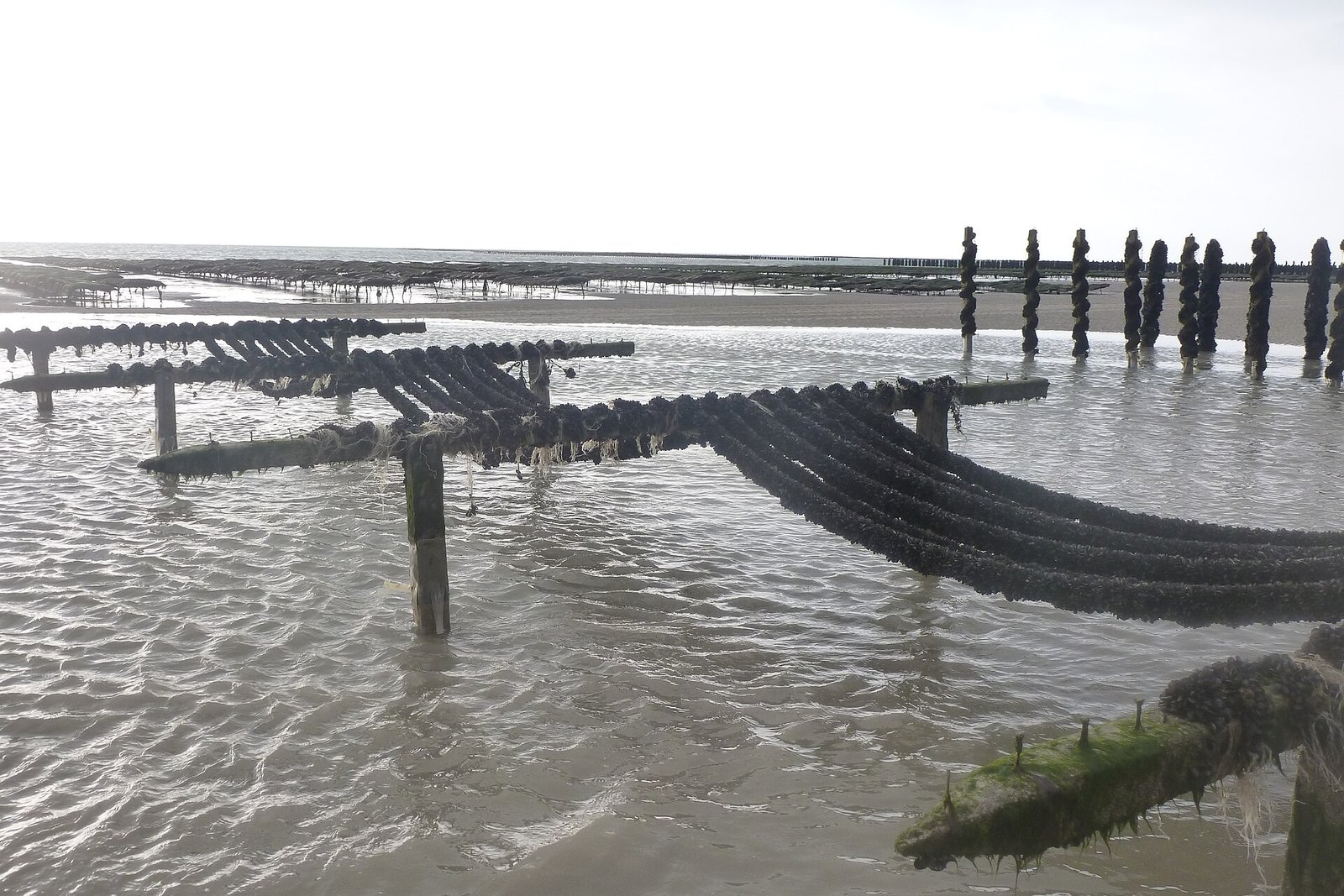 Scallop Farming (Ear Hanging and Lantern Nets)