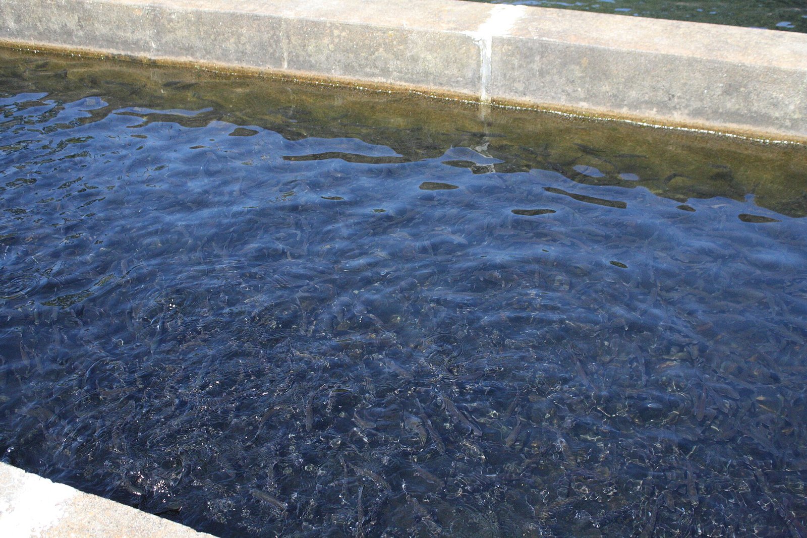 Stress de manipulation et de transport (Poissons vivants)