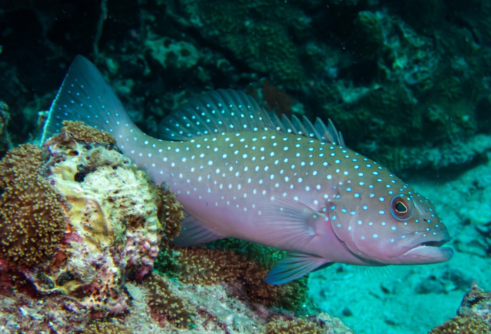 豹纹鳃棱鲉 (Plectropomus leopardus)