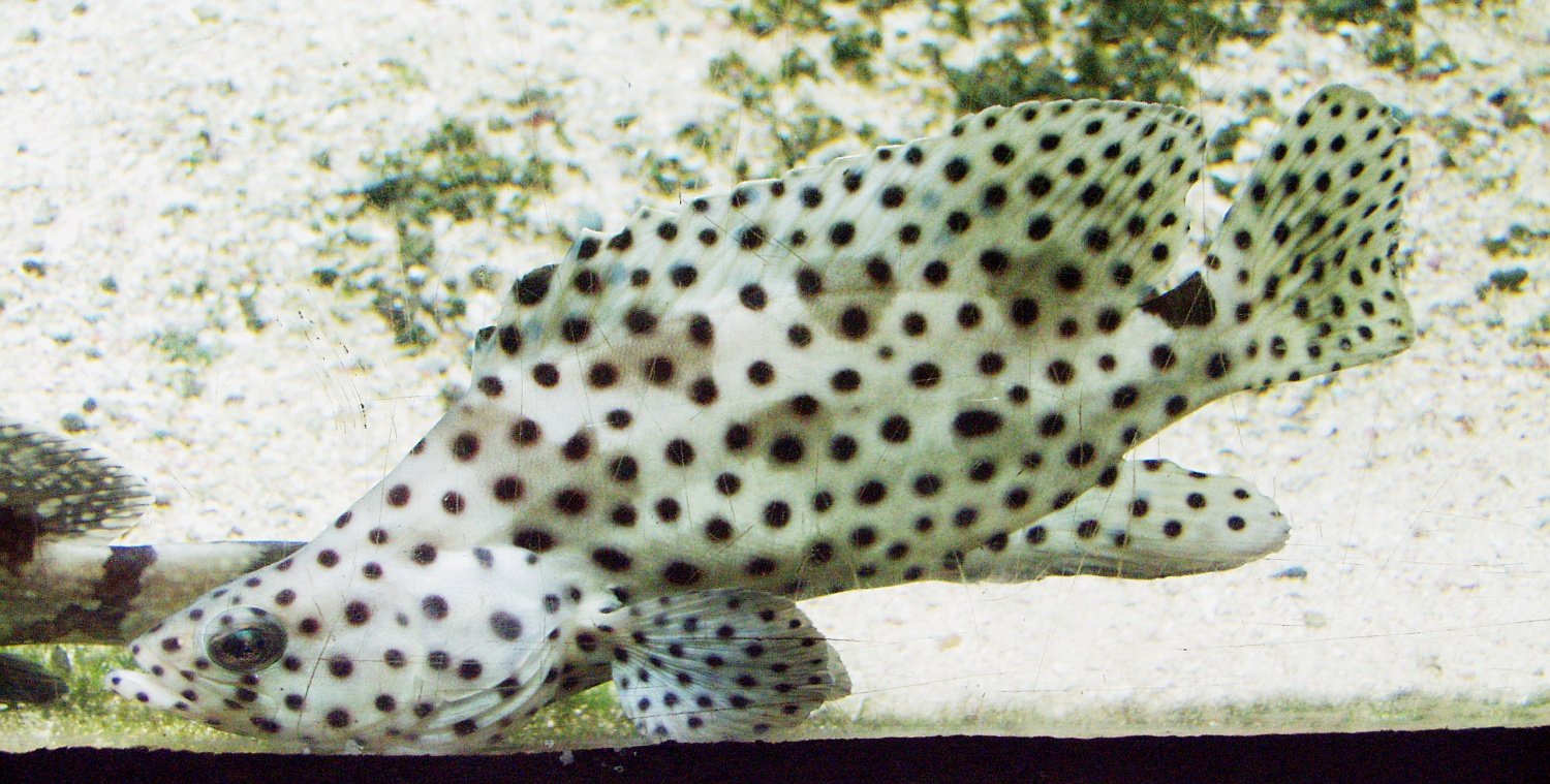 老虎斑 (Cromileptes altivelis)